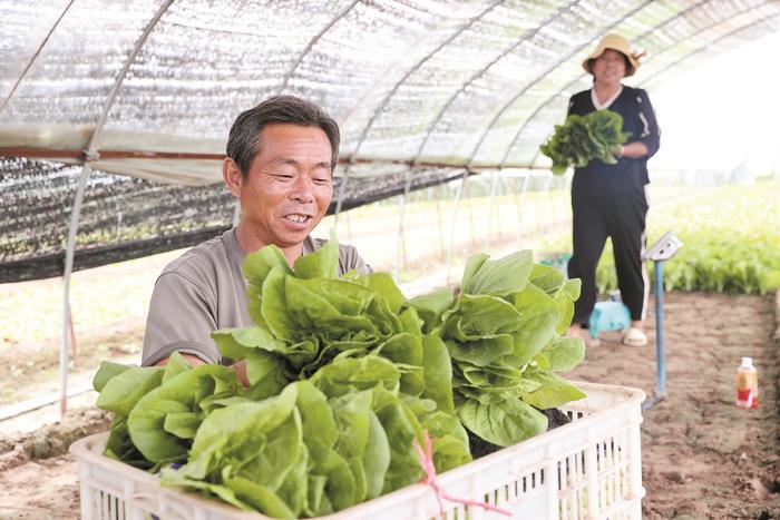 大棚蔬菜 助农增收