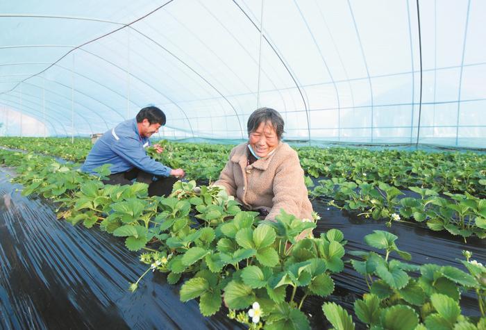 大棚草莓管护忙