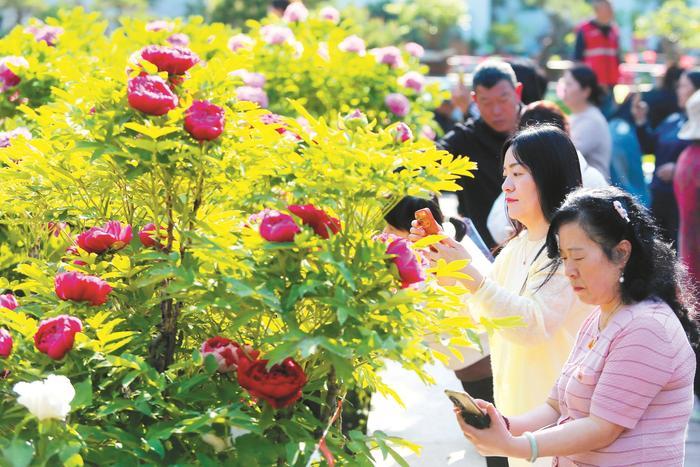 牡丹花开醉游人