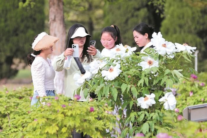 牡丹花开醉游人
