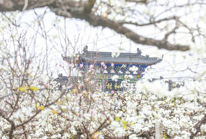 一树香雪一树金——梨花深处的“增收密码”