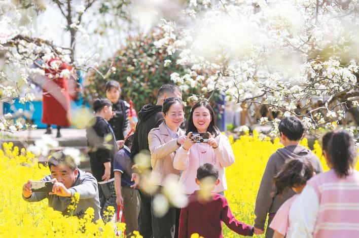 一树香雪一树金——梨花深处的“增收密码”