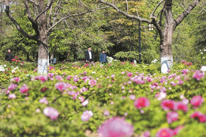 国色流芳：一城春色半城香