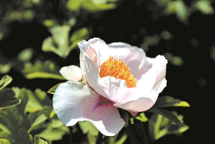 国色流芳：一城春色半城香