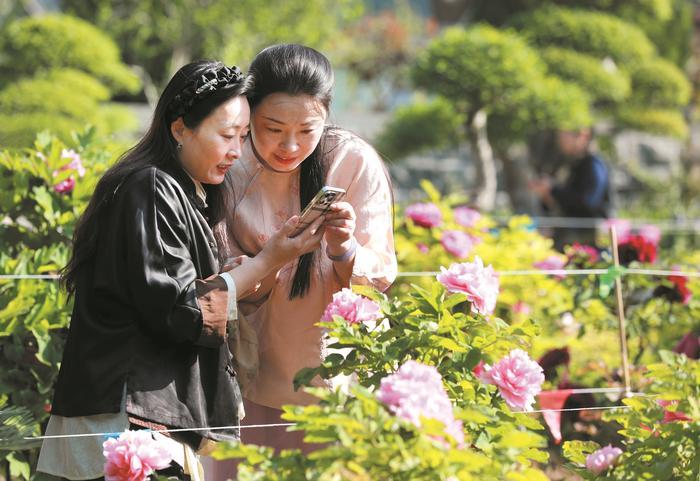 国色流芳：一城春色半城香