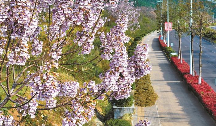 “淮北一路繁花”系列报道之十一树紫桐花半城温柔意