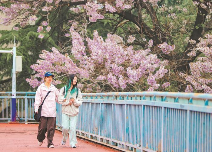 “淮北一路繁花”系列报道之十一树紫桐花半城温柔意