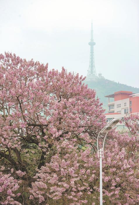 “淮北一路繁花”系列报道之十一树紫桐花半城温柔意