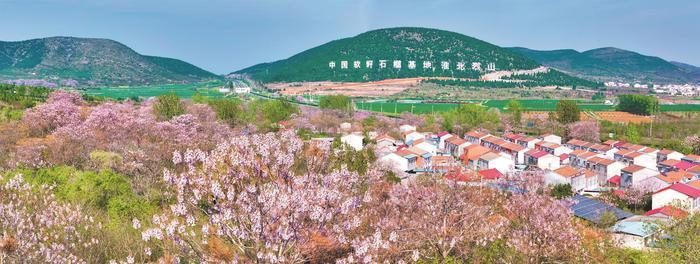 “淮北一路繁花”系列报道之十一树紫桐花半城温柔意