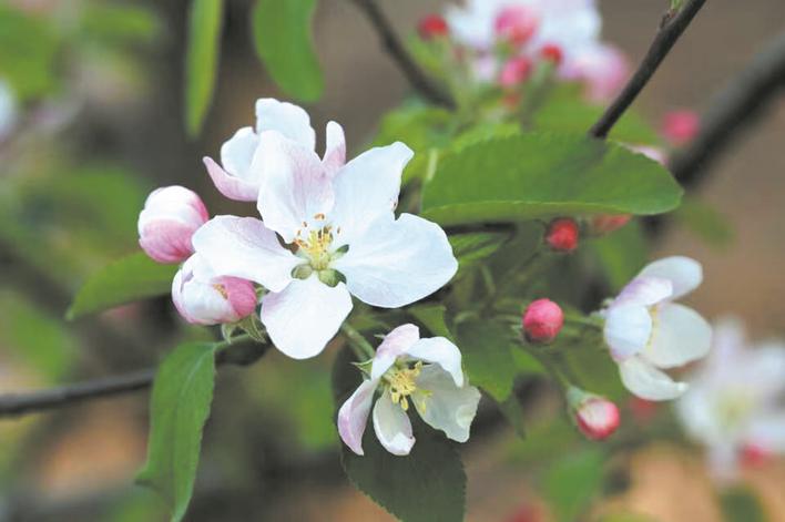 苹果花开振兴路